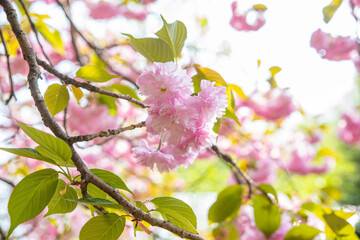 활짝 핀 겹벚꽃