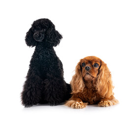 poodle and cavalier king charles in studio