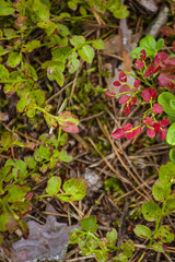 Fresh blueberry leaves in green and red colors