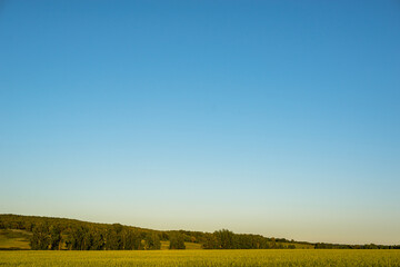 Yellow field and forest. Sunset on a field with trees. Evening in summer.