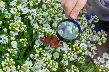 child looks into a magnifying glass butterfly sits on flowers.