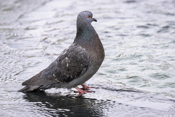 Bird (pigeon) on the water. The bird sits near the fountain.