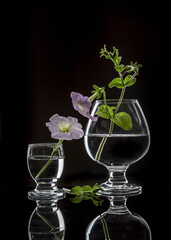 Dialogue of two lilac petunias on a black background