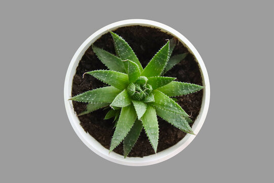 Aloe spinous in a pot.