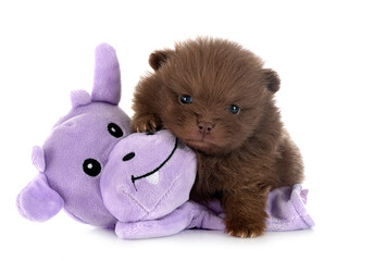 puppy pomeranian in studio