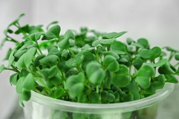microgreens close-up. shoots of mustard microgreens. growing microgreens at home. home gardening. vegan food. healthy food concept.