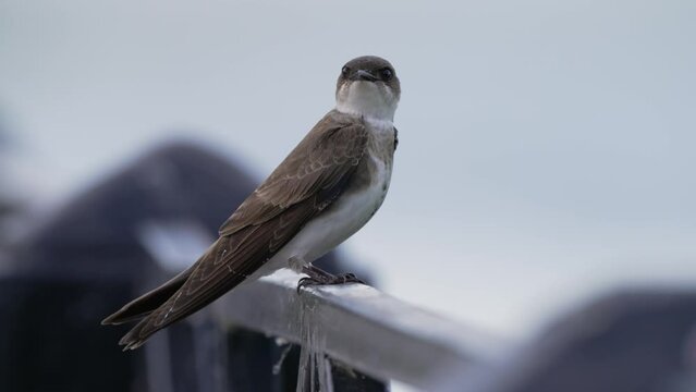 Species of passerine bird in the swallow family, a wild brown-chested martin, progne tapera perching on handrail, wondering around its surroundings with a little fly flying across the scene.