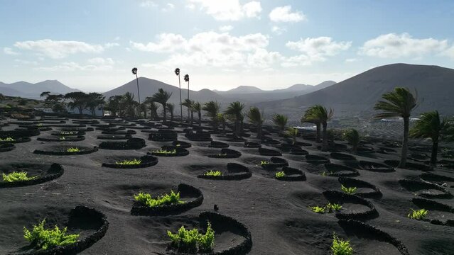 Special viticulture in the volcanic region of Lanzarote
