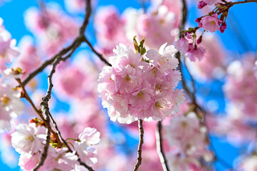 cerise cherry blossom in springtime april 29 2022 Kumla Sweden