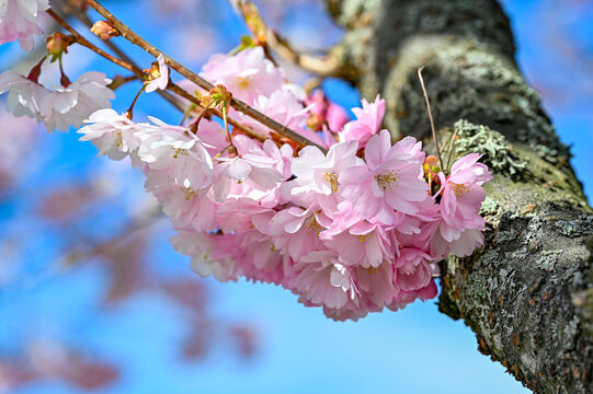 cerise cherry blossom in springtime april 29 2022 Kumla Sweden