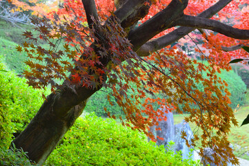 晩秋の京都市光明院の枯山水庭園08