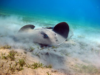 Stingray. Feathertail stingray (Pastinachus sephen) - This stingray resembles an inverted saucer with a long tail, a distinctive feature of which is its tail .