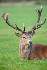 Naklejka na ściany i meble Red Deer in the green grass of the annual rut in the United Kingdom