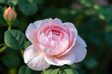 Rose garden in May with lovely fragrance and beauty at public park near by Shinagawa station in Tokyo 