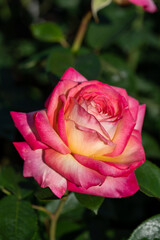 Rose garden in May with lovely fragrance and beauty at public park near by Shinagawa station in Tokyo 