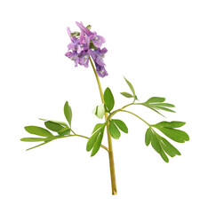 Purple flowers and green leaves of Corydalis solida isolated