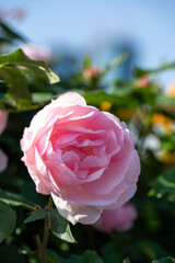 Rose garden in May with lovely fragrance and beauty at public park near by Shinagawa station in Tokyo 