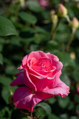 Rose garden in May with lovely fragrance and beauty at public park near by Shinagawa station in Tokyo 