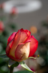Rose garden in May with lovely fragrance and beauty at public park near by Shinagawa station in Tokyo 