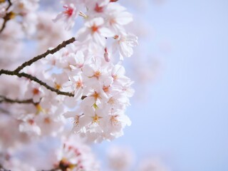 2022桜8