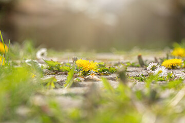 Close-up of dandelion and daisy growing as weed between paving stones on the ground