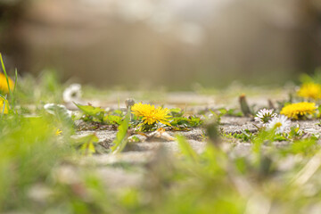 Fototapeta premium Close-up of dandelion and daisy growing as weed between paving stones on the ground