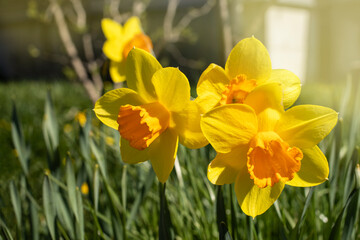 Obraz premium Daffodils in a sunny spring garden nice yellow flowers