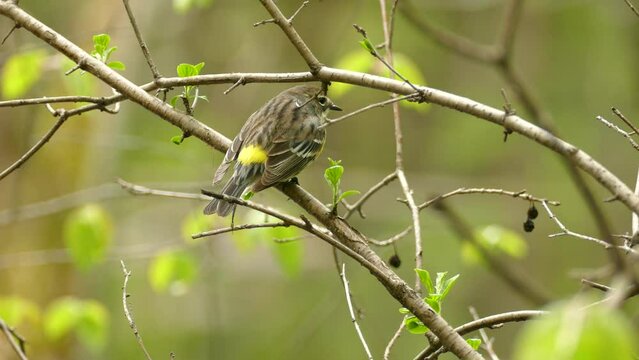 Female yellow rumped warbler perched on tree branch with beautiful fresh new leaves sprouting during spring season, zoom in wildlife bird shot.