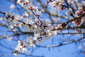 flowering tree at spring. pollination by bees.
