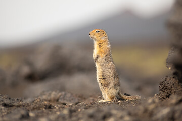 Naklejka na ściany i meble Standing Arctic ground squirrel or parka in Kamchatka near Tolbachik volcano