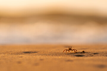 A horned ghost crab walking on the sand