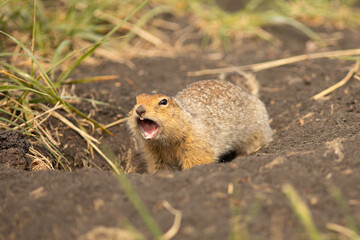 Naklejka na ściany i meble Screaming arctic ground squirrel or parka in Kamchatka near Tolbachik volcano