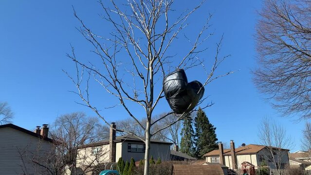 Black Bag With Balloons Stuck On Tree In Spring, Wide Shot