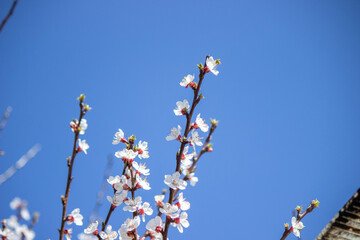 flowering tree at spring. pollination by bees.