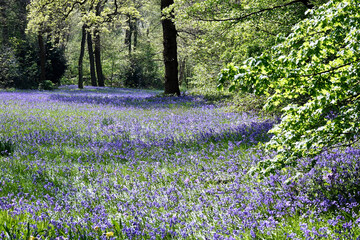 Naklejka premium Bluebells in the Public garden Sorghvliet in The Hague