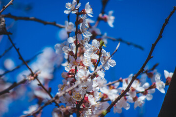 flowering tree at spring. pollination by bees.