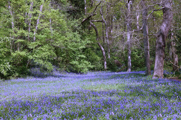 Fototapeta premium Bluebells in the Public garden Sorghvliet in The Hague