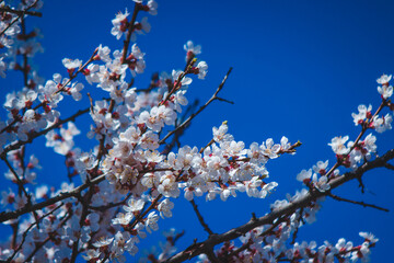 flowering tree at spring. pollination by bees.
