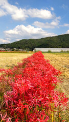 彼岸花