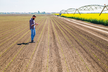 Farmer is standing in his sown corn field and examining the progress of crops.