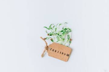 Microgreens on a white background. Healthly food concept