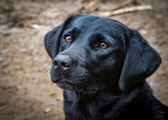 Black labrador head shot.