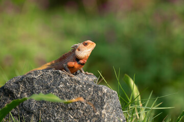 An oriental forest lizard resting on a rack