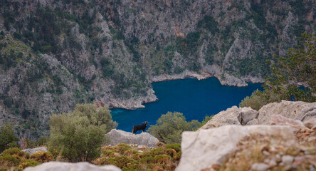 Fototapeta na wymiar Butterfly Valley (kelebekler vadisi) in city of Oludeniz Fethiye in western Turkey. You can only reach this valley by boat or rock climbing. wild black goat on background of mountains