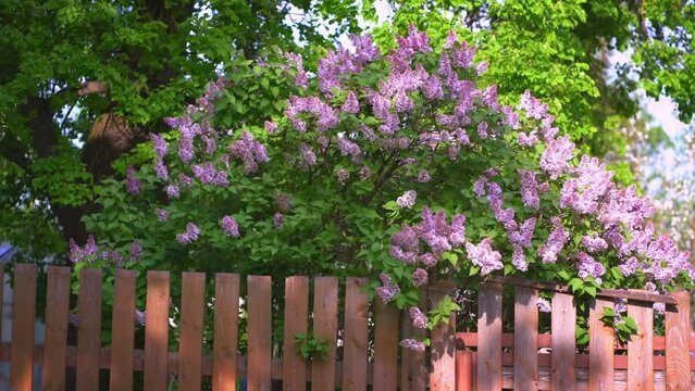 Floral romantic spring background. Branches of flowering or blossoming lilac.