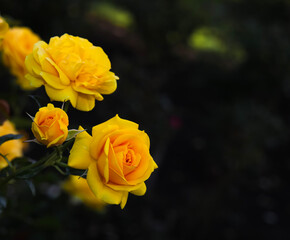 Roses . Deep yellow .  Multiple blooms
