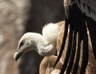 bird of prey looking into the distance
