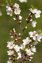 white cherry flowers on a branch