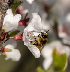 white cherry flowers with a bee