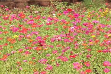 Fototapeta premium field of red tulips in the outdoor